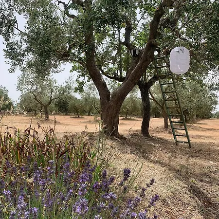 Lamia Olivetta Ostuni