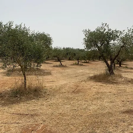 Lamia Olivetta Ferienhaus